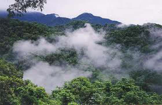 Más de 40 ONG se sumaron al pedido de Salta sobre Ley de Bosques 