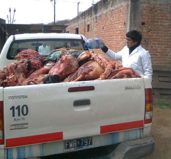 Decomisaron 400 kilos de carne en el departamento Anta 