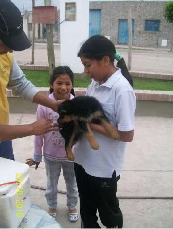 Continúan las campañas de vacunación antirrábica en barrios capitalinos de zona sureste