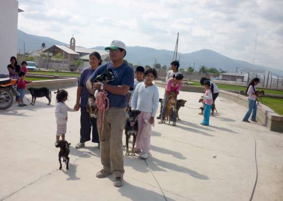 Fueron vacunados casi 2000 animales domésticos en barrios del sudeste 