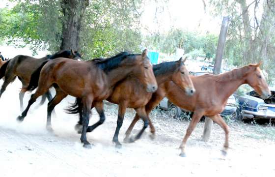 Incorporan 45 potrillos a Caballería de la Policía