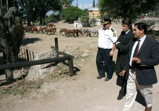 En Caballería de Policía se amansan los 45 caballos adquiridos por el Gobierno
