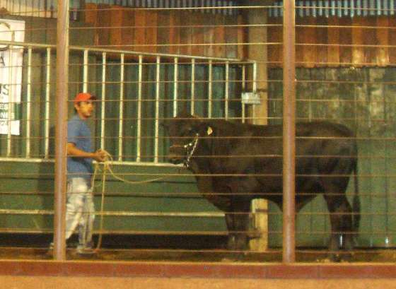Se realizó con éxito el segundo remate de ganado salteño en Santa Cruz de la Sierra