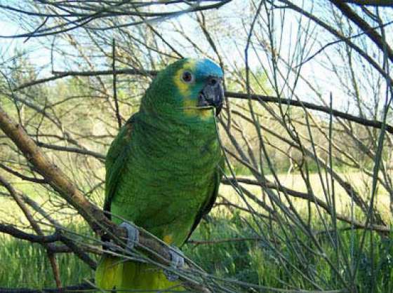 Ambiente recuerda las condiciones para actividades de caza