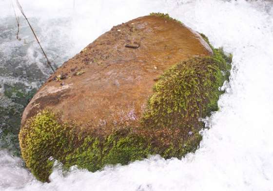 Guardaparques provinciales advierten sobre el uso de musgos