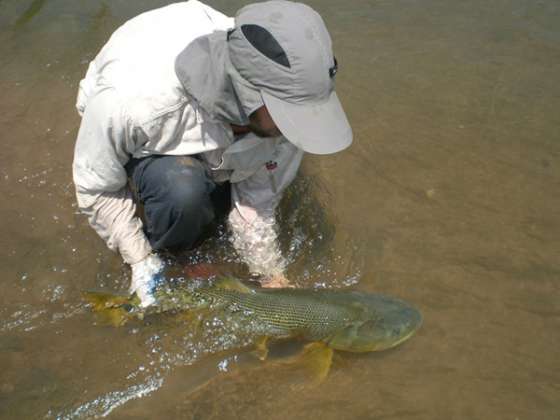 Analizan la población de dorados en el río Juramento