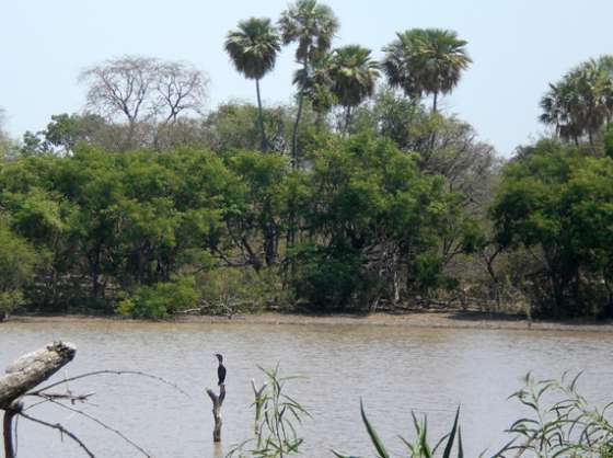 Se elabora el plan de manejo para la reserva forestal Los Palmares