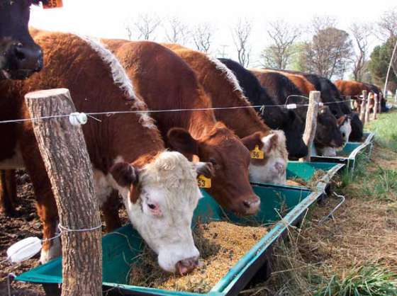 Salta es la única provincia que aumentó su stock ganadero 