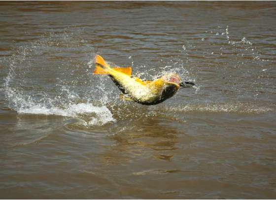 Nueva expedición del proyecto “Dorados, los tigres del río”