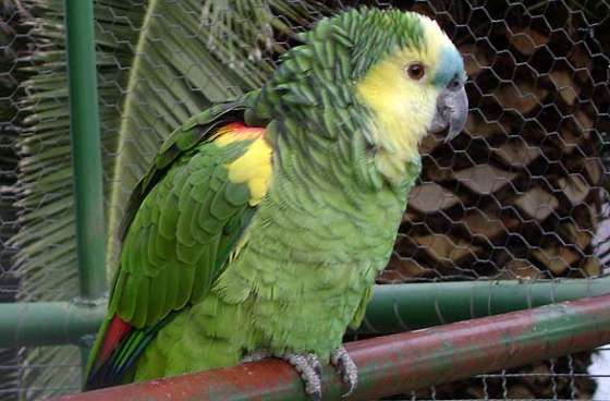 Trasladaron más de 150 loros secuestrados a la Estación de Fauna Autóctona