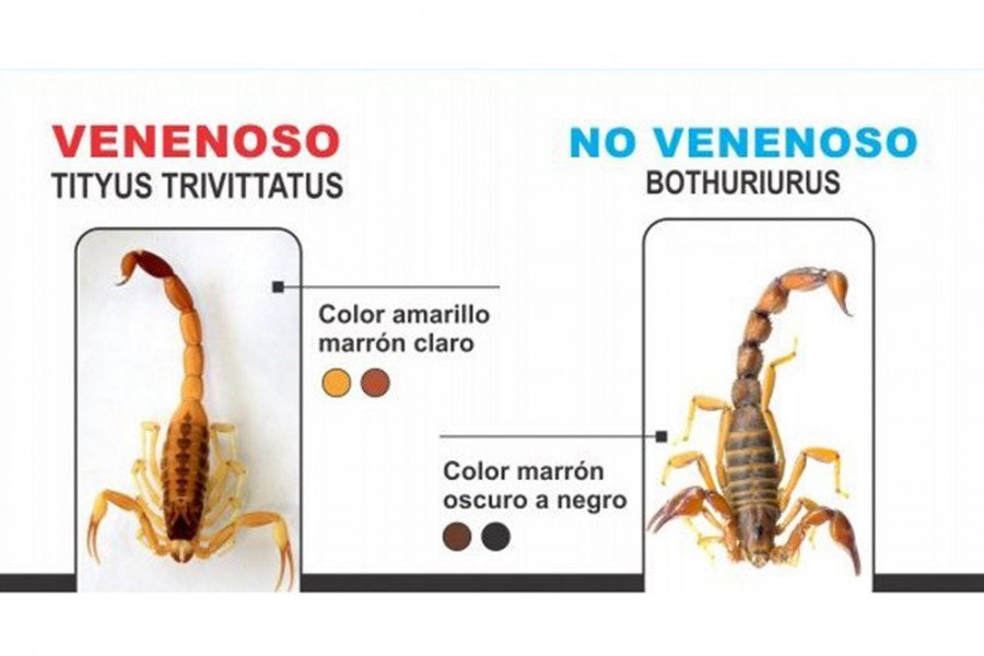 ¿Qué hacer para que ya no salgan alacranes