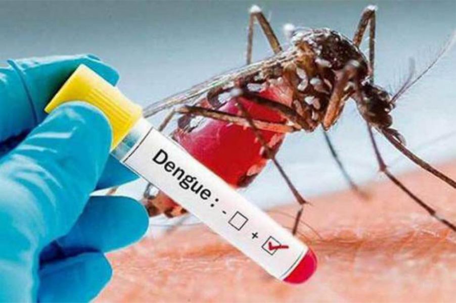 Noticia: El Gobierno informa dos casos probables de dengue en la provincia