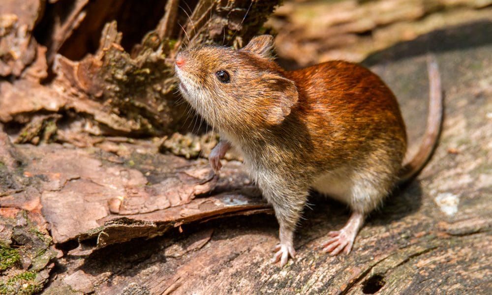 Noticia: En 2020 se registraron 14 infecciones por hantavirus en Salta