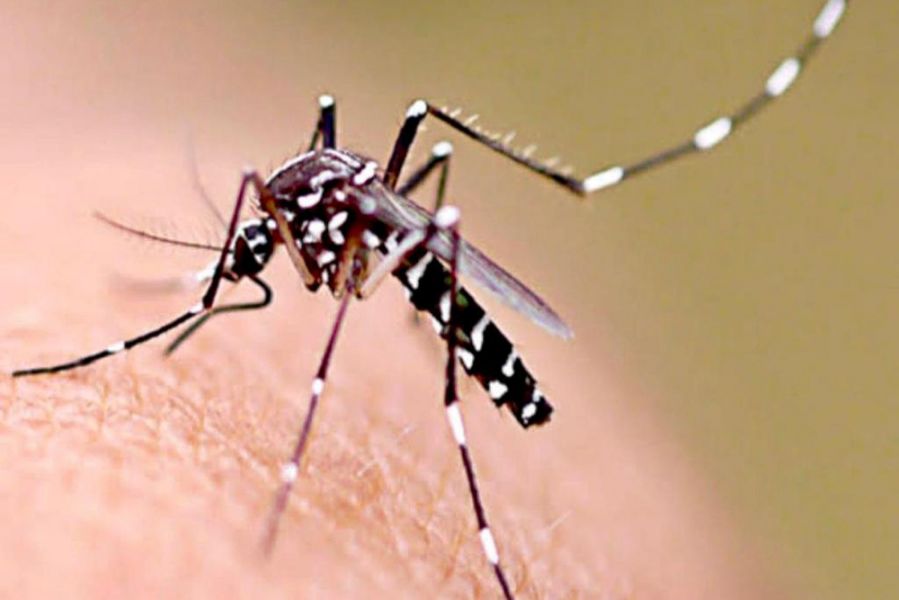 Noticia: Se notificaron 55 nuevos casos de dengue en la provincia