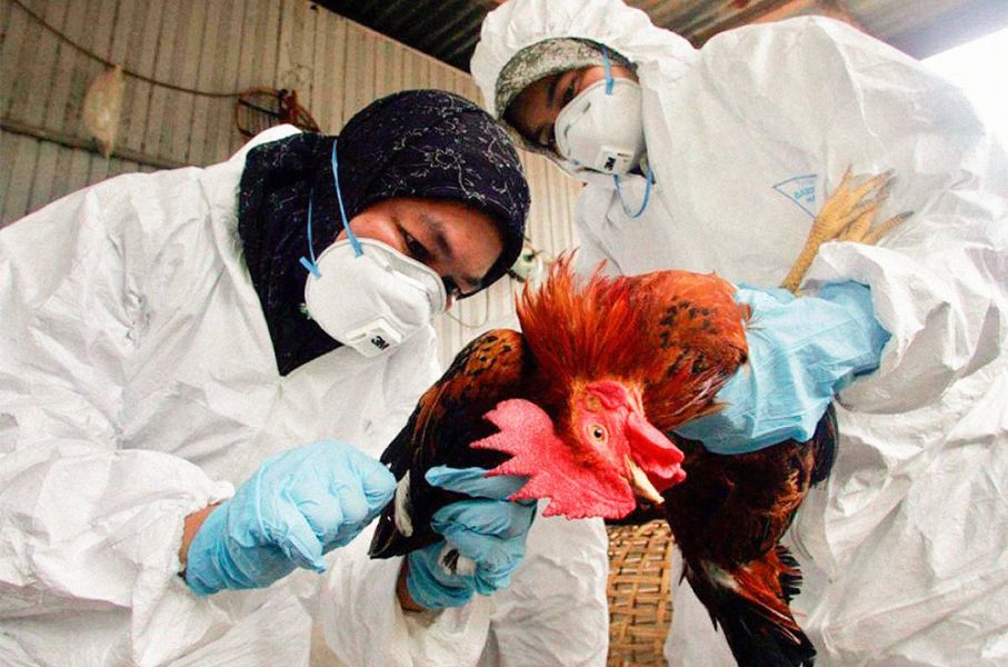 Noticia: Salud Pública aclara que no hay casos de gripe aviar en humanos en el país