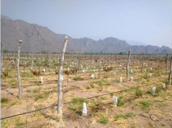 Heladas en los Valles Calchaquíes: la Comisión de Emergencia Agropecuaria analizó la situación
