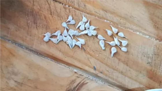 Denuncias Web: detenidos y secuestro de más 800 dosis de Metán