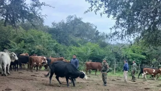 Golpe al abigeato: Se desarticularon dos bandas delictivas en el sur provincial