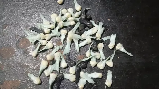 Se incautaron más de 190 kilos de droga en distintos procedimientos en la provincia