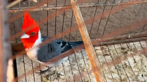 La Policía secuestró 24 aves silvestres mantenidas en cautiverio en San Agustín