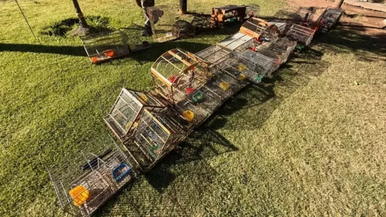 La Policía secuestró 24 aves silvestres mantenidas en cautiverio en San Agustín