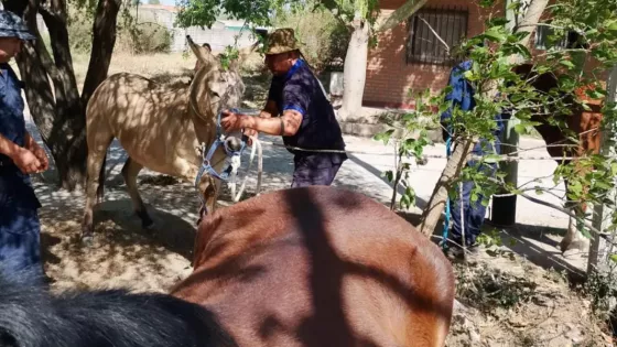 Operativo