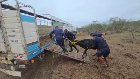 Operativo preventivo de seguridad con División Caballería.