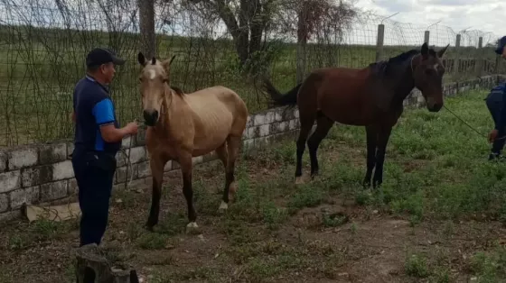 Operativo de incautación de animales sueltos en distintos puntos de Embarcación