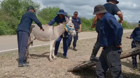Operativo de incautación de animales sueltos en distintos puntos de Embarcación