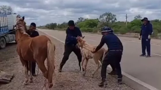 Operativo de incautación de animales sueltos en distintos puntos de Embarcación