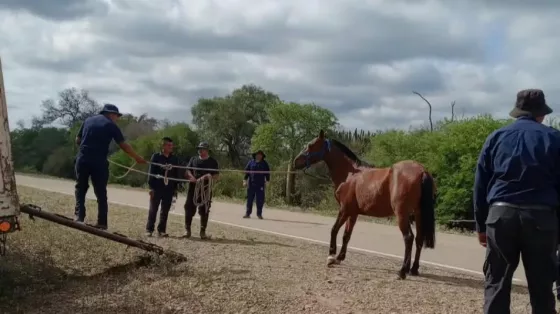Operativo de incautación de animales sueltos en distintos puntos de Embarcación