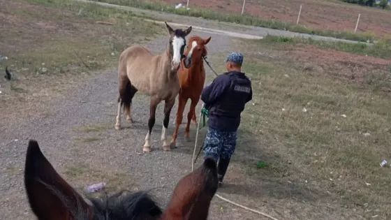 La Policía de Salta desarrolló un Operativo de incautación de animales sueltos en distintos puntos de la provincia
