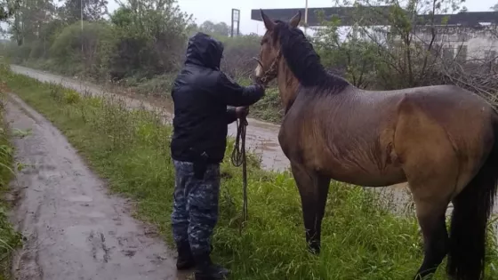 La Policía de Salta desarrolló un Operativo de incautación de animales sueltos en distintos puntos de la provincia