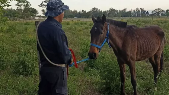 La Policía de Salta desarrolló un Operativo de incautación de animales sueltos en distintos puntos de la provincia