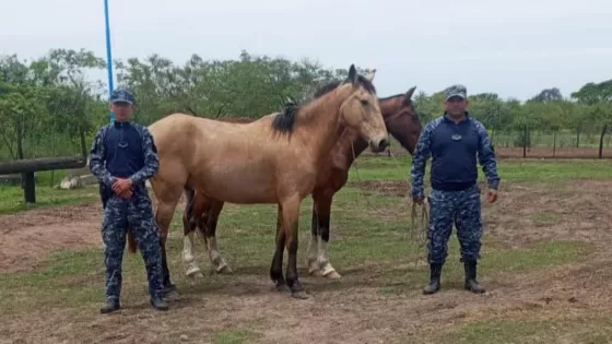 La Policía de Salta desarrolló un Operativo de incautación de animales sueltos en distintos puntos de la provincia