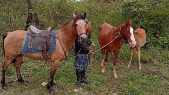La Policía de Salta desarrolló un Operativo de incautación de animales sueltos en distintos puntos de la provincia