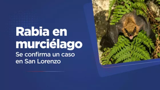 Salud Pública confirma caso de rabia en un murciélago tras un accidente de exposición en San Lorenzo