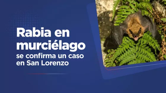 Salud Pública confirma caso de rabia en un murciélago tras un accidente de exposición en San Lorenzo.