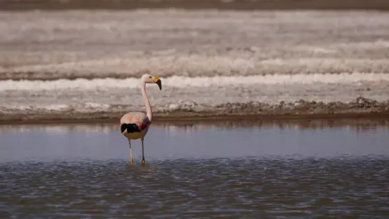 Cómo actuar ante el hallazgo de flamencos juveniles debilitados