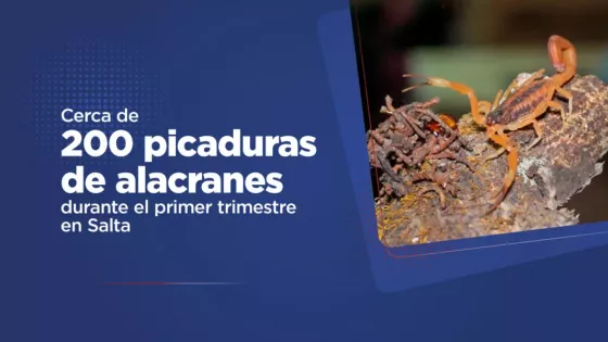 Cerca de 200 picaduras de alacranes fueron notificadas durante el primer trimestre en la provincia