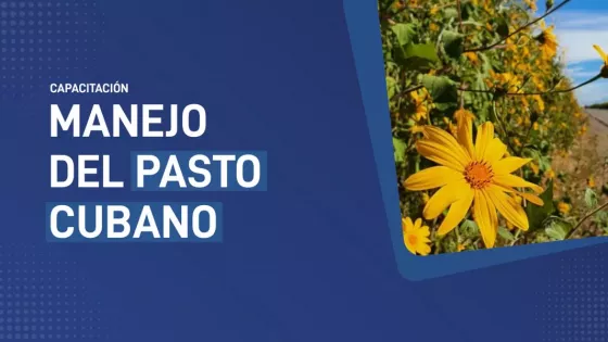 La Provincia continúa trabajando en el manejo del Pasto Cubano