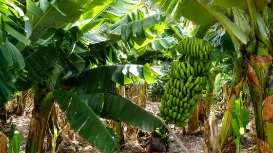 Salta solicitó a Nación una reunión para analizar la nueva normativa bananera