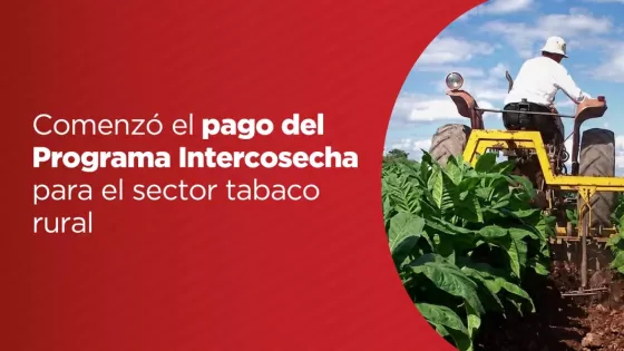 Comenzó el pago del Programa Intercosecha para el sector tabaco rural