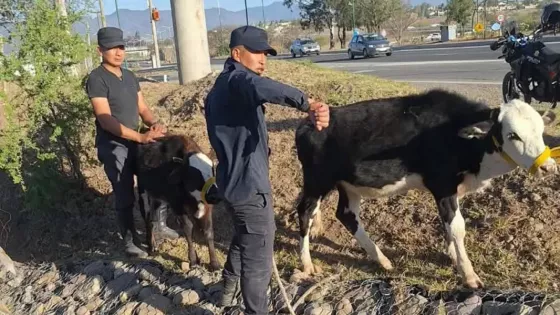 Caballería incautó más de 40 animales sueltos en distintos puntos de la provincia