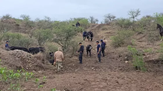Operativo preventivo de seguridad: incautaron 15 animales sueltos en la ruta provincial 28