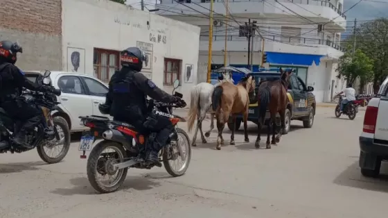 Operativo de incautación de animales sueltos en distintos puntos de Embarcación