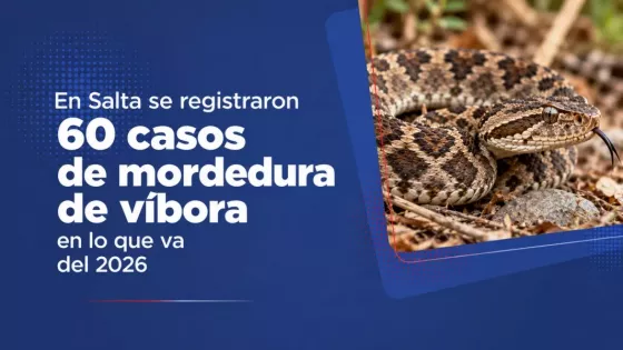 En Salta suman 60 los casos de mordedura de víbora