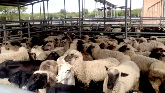 Cooperación con Chaco para ampliar mercados a la producción ovina y caprina