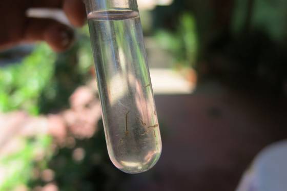 Continúa la detección de reservorios de Aedes aegypti en barrios de la capital