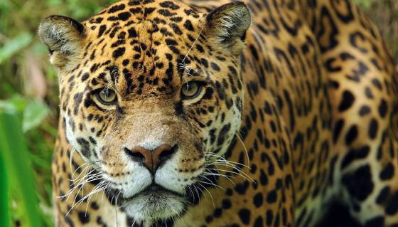 Organizaciones civiles recibieron fondos para proyectos de conservación del Yaguareté